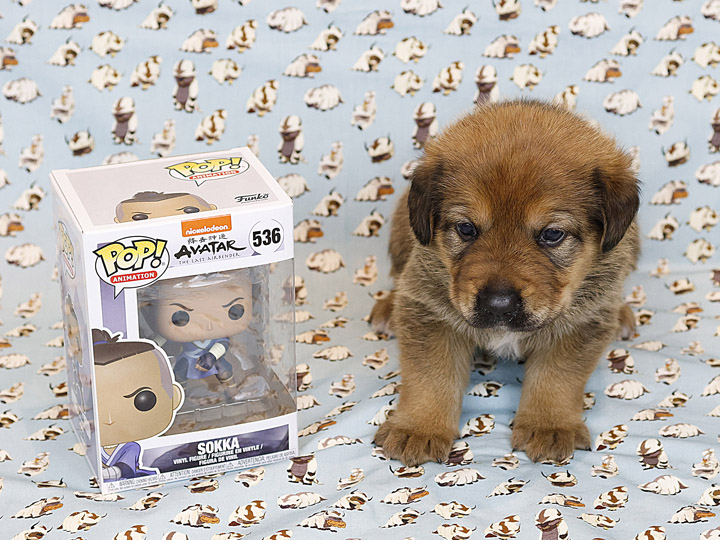 chinook puppy